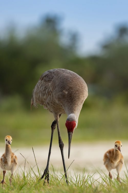 sandhill-crane-with-babies-2023-11-27-05-29-27-utc (1)